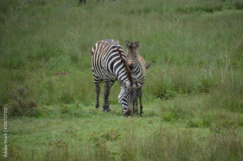 Zebra Familie in Afrika © Daniela