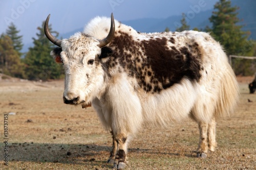 White and Brown yak on meadow