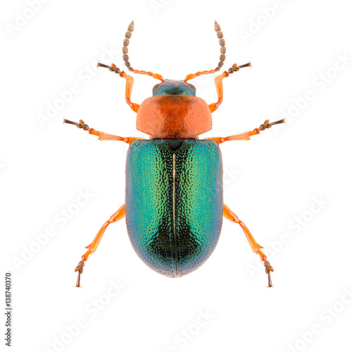 Leaf beetle Gastrophysa polygoni isolated on white background, dorsal view of beetle. Knotweed Leaf Beetle. photo