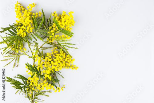 Woman day celebration greeting card  mimosa isolated on a white background