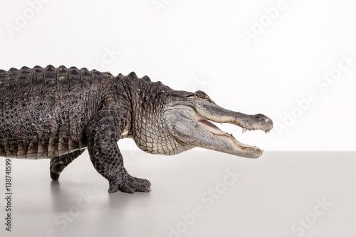 Ein Alligator geht von links ins Bild