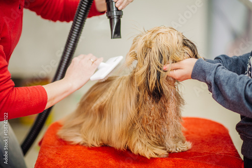 Fototapeta Naklejka Na Ścianę i Meble -  Yorkshire terrier with grooming master in salon