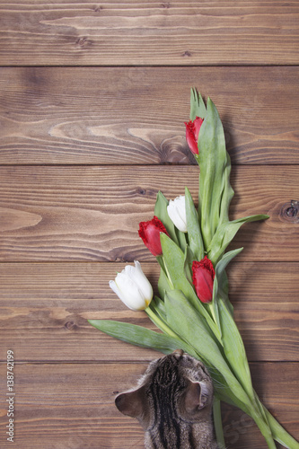 tabby cat with tulip flowers