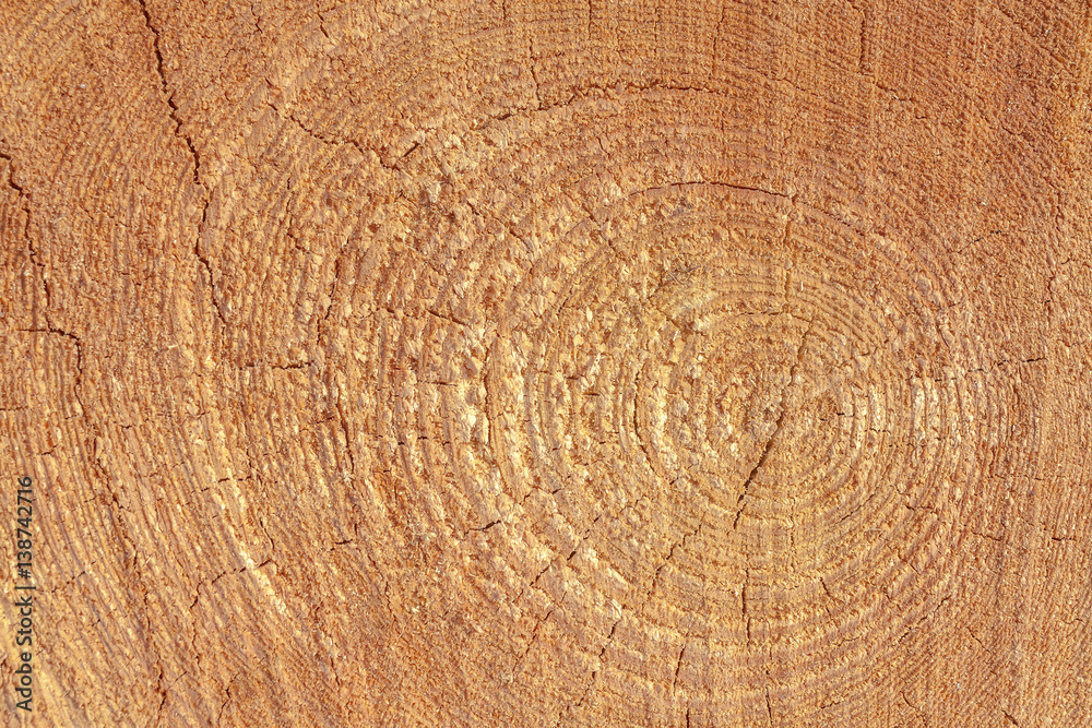 Naklejka premium Kawałek drewna naturalnego tła drewna