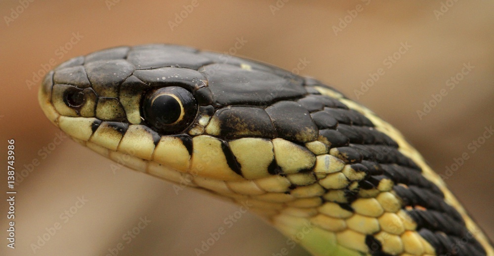 Head of a red sided garter snake Thamnophis sirtalis parietalis. Narcisse, Manitoba, Canada. Head of a red sided garter snake Thamnophis sirtalis parietalis. Narcisse, Manitoba, Canada.