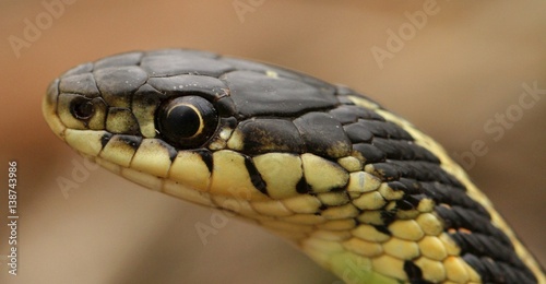 Head of a red sided garter snake Thamnophis sirtalis parietalis. Narcisse, Manitoba, Canada.
