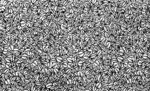 Tree leaves on the ground - Feuilles d'arbre sur le sol