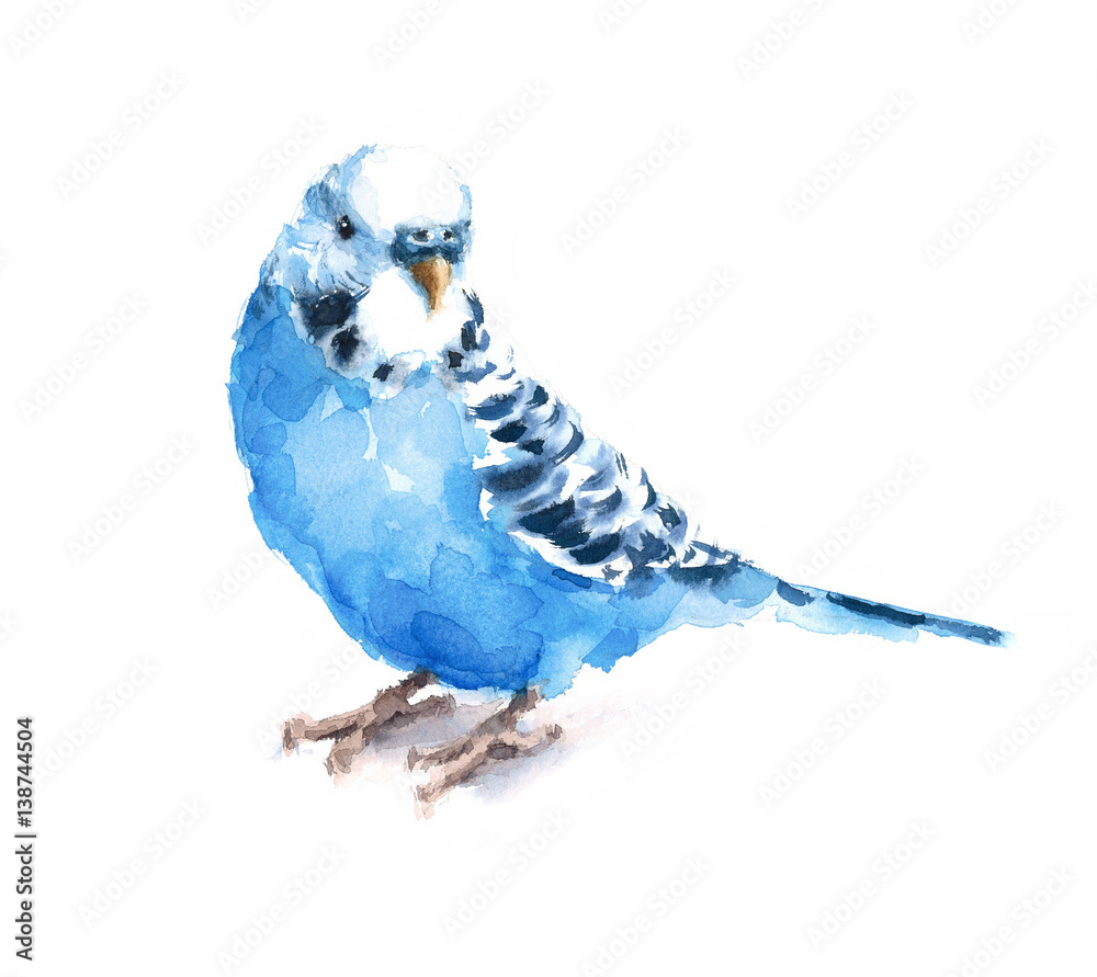 Fototapeta premium Watercolor Bird Blue Budgerigar Budgie Parakeet Hand Drawn Summer Tropical Illustration isolated on white background