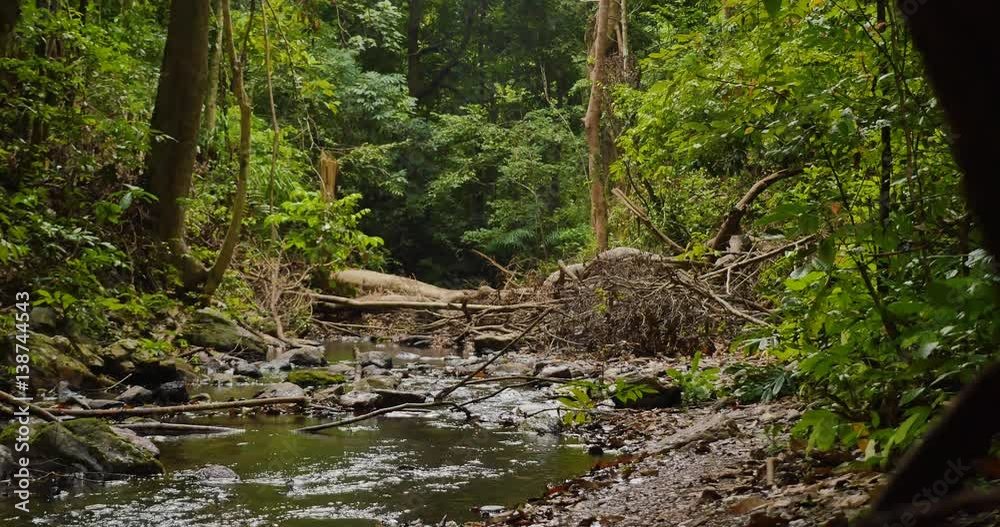 River in the jungle with trees