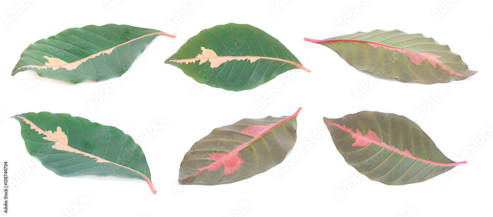 Obraz premium Leaves of Caricature plant (Graptophyllum Pictum) on white background