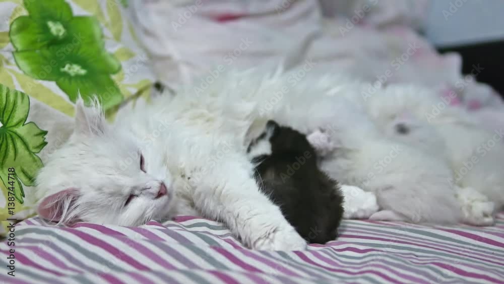 kittens and mother, lie cat embracing, cute newborn, sucking boob the pets kittens and mother, lie cat embracing, cute newborn, sucking boob the pets