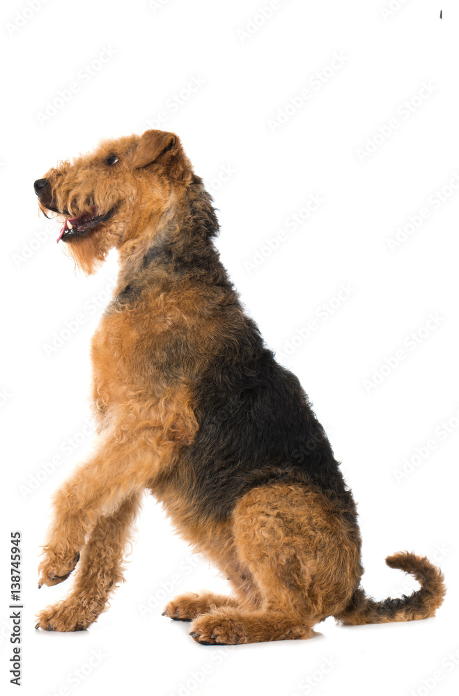 Hund hebt die Pfote – Stock-Foto | Adobe Stock
