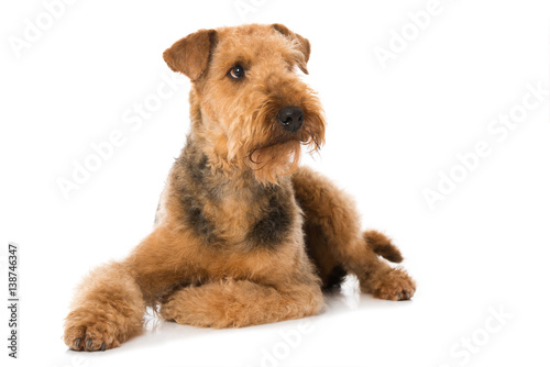 Airedale Terrier