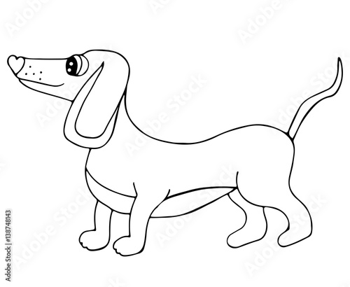 Cute dachshund dog isolated on the white background