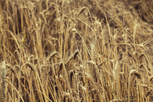 ears of wheat on the field
