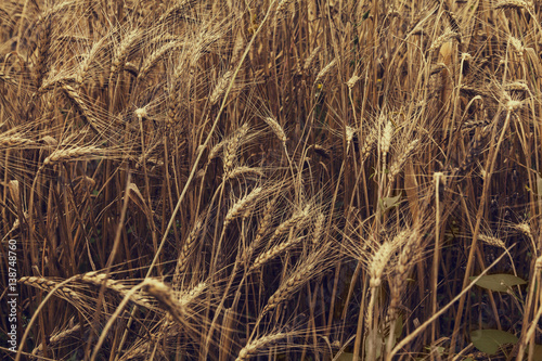 wheat field with ripe ears
