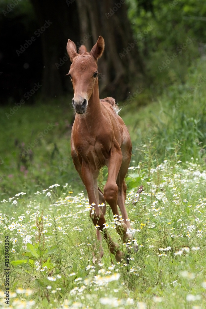 Obraz premium Fohlen galoppiert in Frühlingswiese