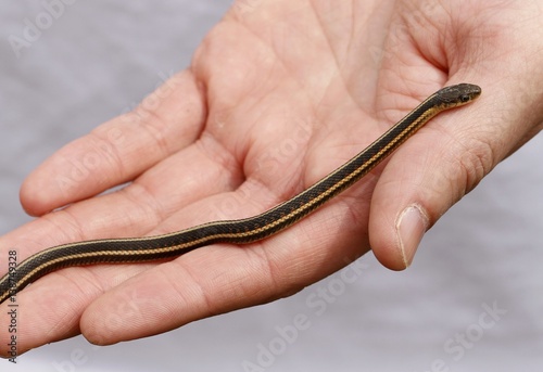 Yearling Red sided garter snake Thamnophis sirtalis parietalis on palm of the hand. Narcisse, Manitoba, Canada. photo