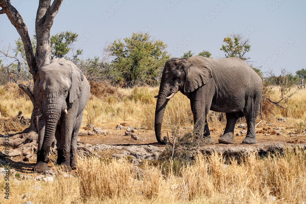 Obraz premium Namibia - Afrikanischer Elefant im Etoscha Nationalpark