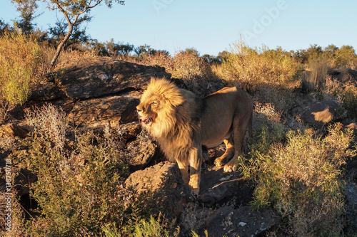 Fototapeta Naklejka Na Ścianę i Meble -  Namibia - Löwe beim Game Drive