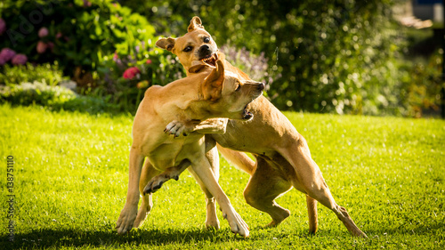 Photography Brown Labrador dogs fighting with each other