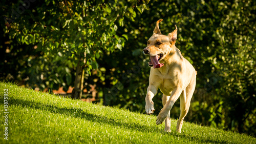 Brown Labrador dog walking on a green meadow
