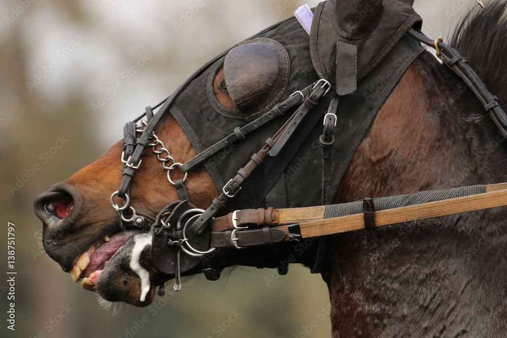 Obraz premium cheval de courses