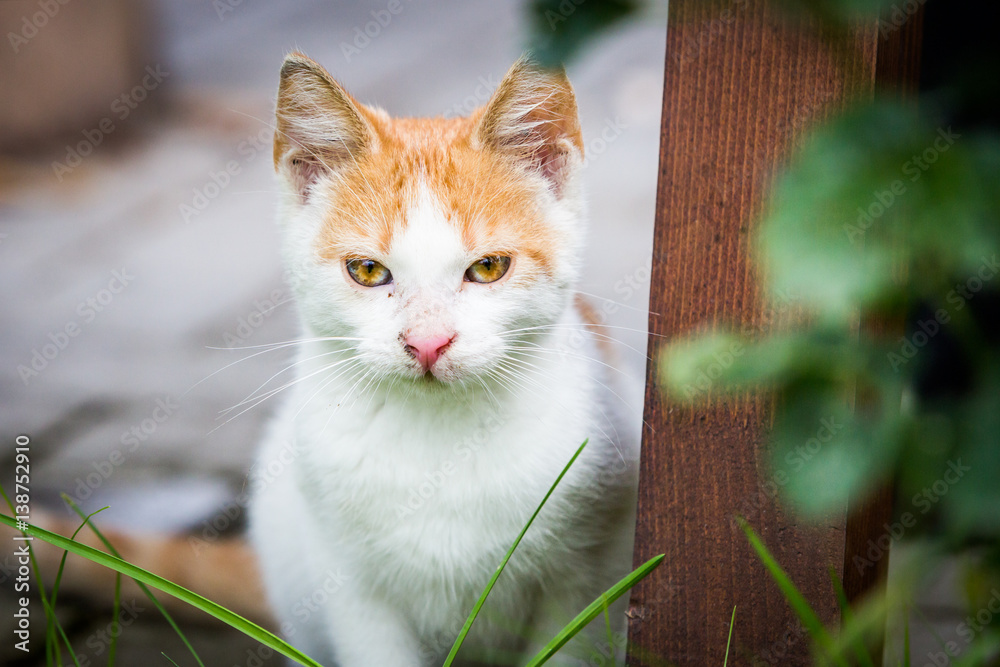 A white ginger shelter cat in the backyard