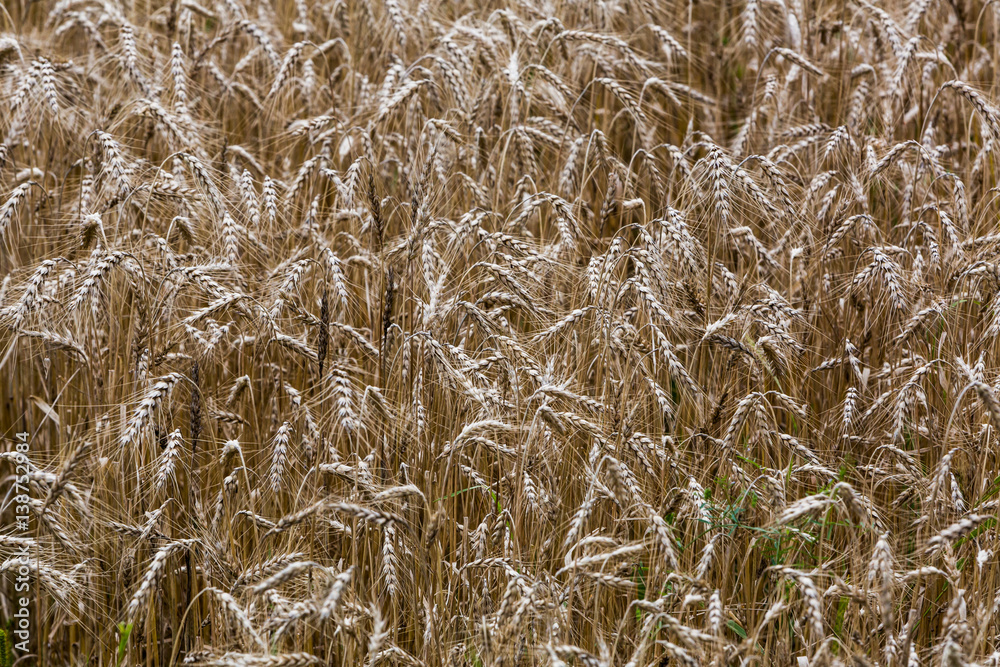 Wheat farm field in the summer time in Slovakia Wheat farm field in the summer time in Slovakia