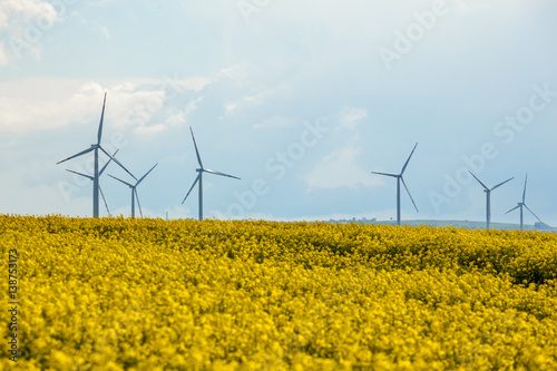 Wind energy turbines on yellow rape field