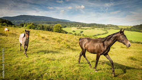 Horse on a meadow in the Slovakian region Orava © oscity