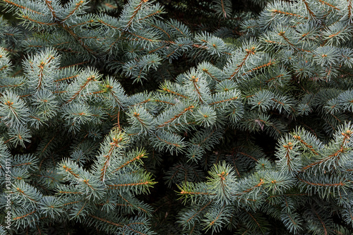 Spruce needles of a fir tree in the summer time