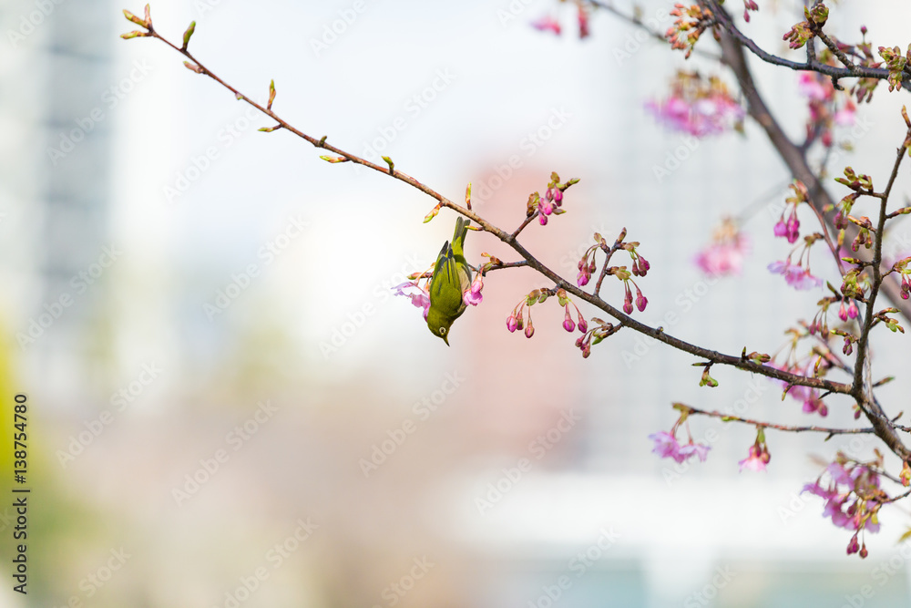Fototapeta premium white-eye and Kawazu cherry tree