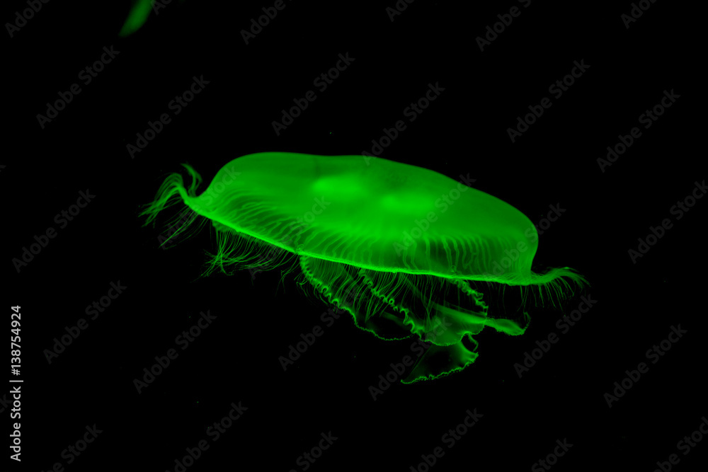  Bioluminescent Jellyfish