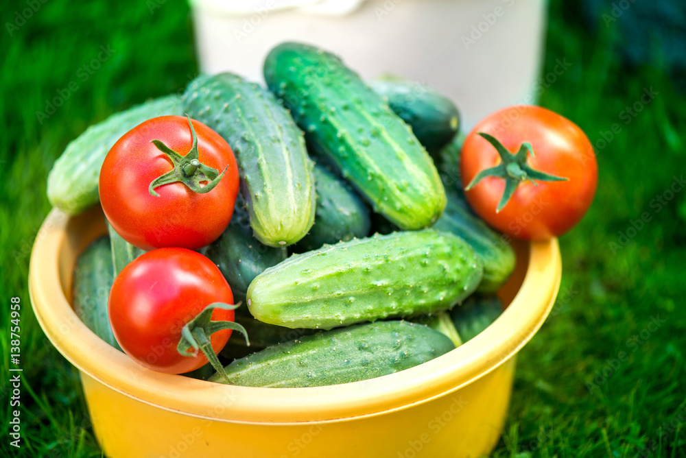 Big autumn harvest. Shot of buckets of freshly picked ripe red tomatoes, cucumbers and small yellow plums in the middle of a garden in early autumn
Big autumn harvest. Shot of buckets of freshly picked ripe red tomatoes, cucumbers and small yellow plums in the middle of a garden in early autumn