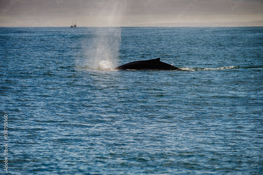 Fototapeta premium Whale comming up for breath in Husavik, Iceland