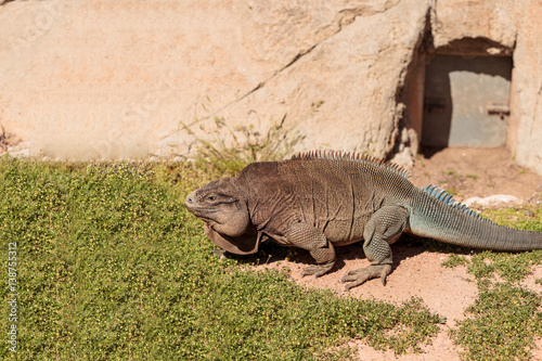 Anegada ground iguana known as Cyclura pinguis