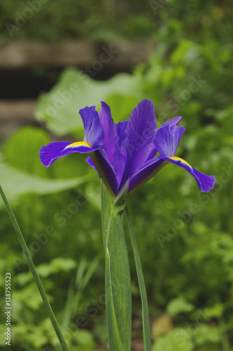 Fototapeta Naklejka Na Ścianę i Meble -  purple, iris