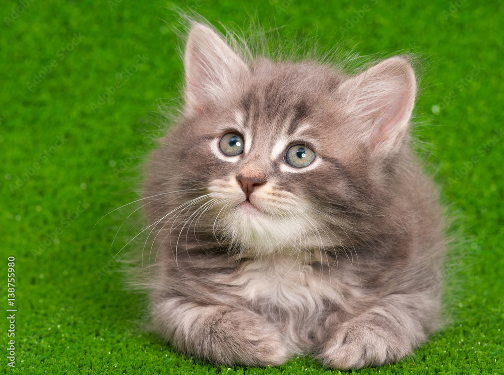 Close-up portrait of cute gray kitten on artificial green grass background