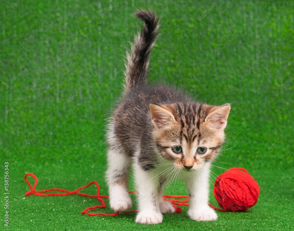 Cute kitten playing red clew of thread on artificial green grass