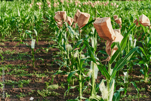 Selective breeding corn cobs in kraft bag harvest cornfield