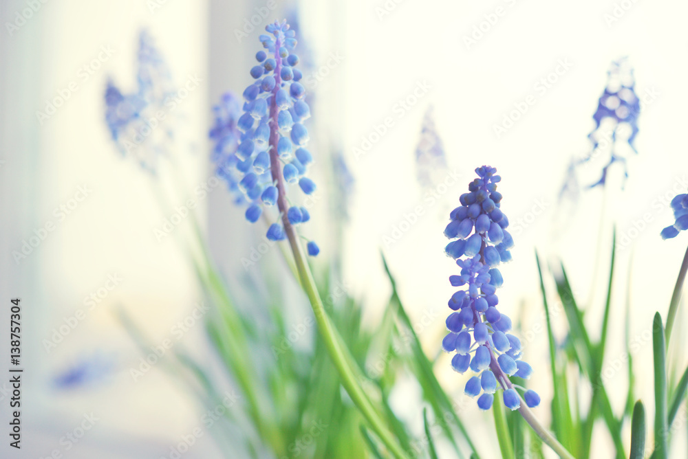 Naklejka premium Spring flowers - muscari
