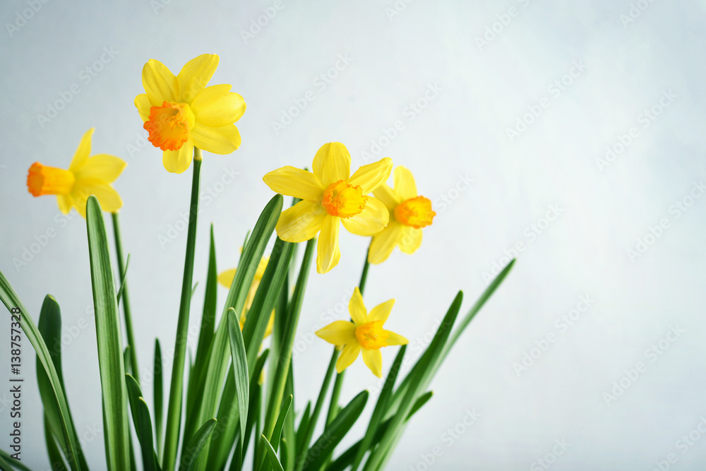 Spring flowers daffodils Spring flowers daffodils