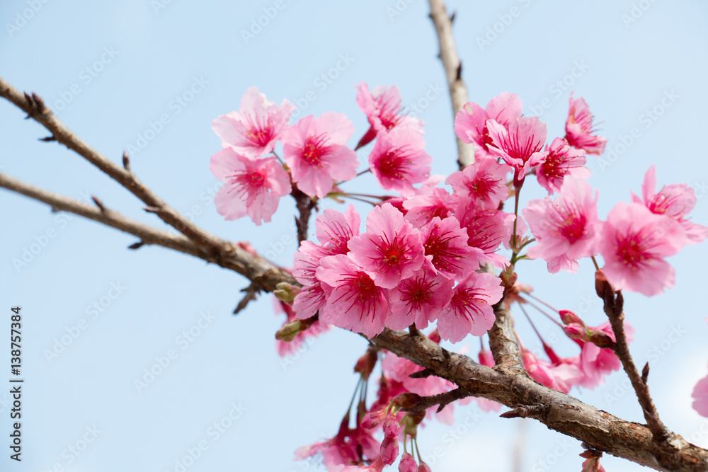 colorful of cherry Blossom and green leaf with sun light, colorful of cherry Blossom and green leaf with sun light,