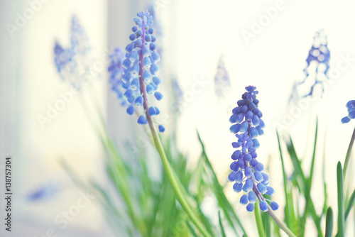 Spring flowers - muscari