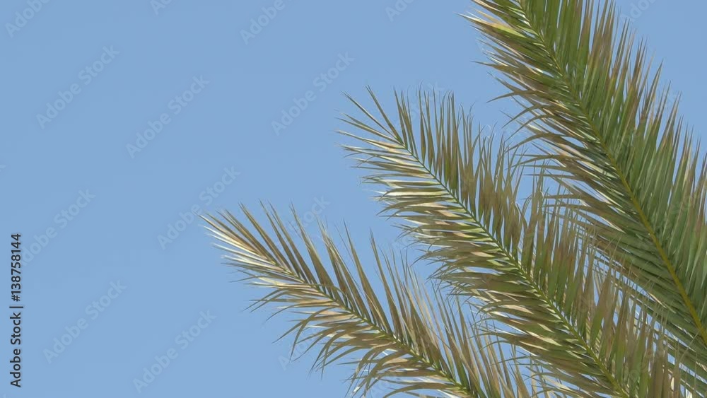 High quality video of palm tree on the blue sky in 4K High quality video of palm tree on the blue sky in 4K