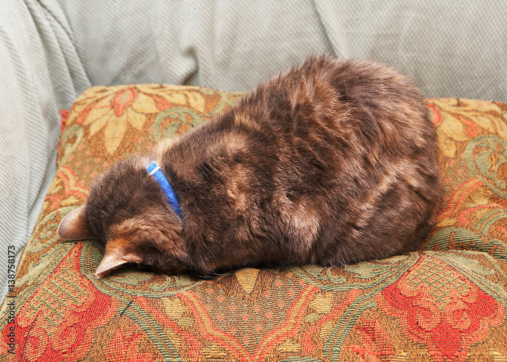 Obraz premium cat face down on a pillow