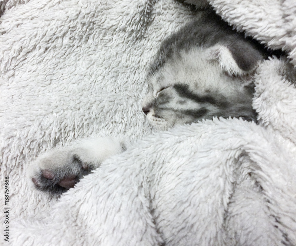 Naklejka premium Sleeping scottish fold cat