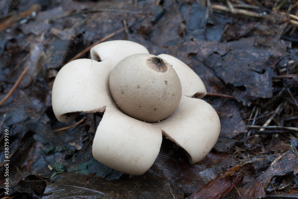 Geastrum fimbriatum. Photo has been taken in the natural forest background. Geastrum fimbriatum. Photo has been taken in the natural forest background.