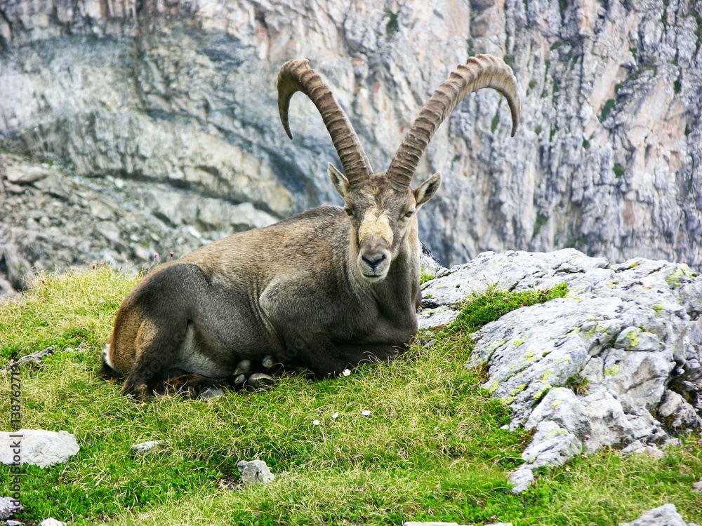 Mächtige alte Alpensteinböcke (Capra ibex) am Tälli-Klettersteig, Tällistock, Gadmen, Schweiz